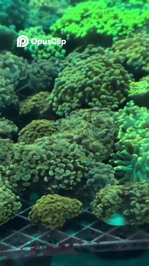 LFS Tour Finest Aquatics: