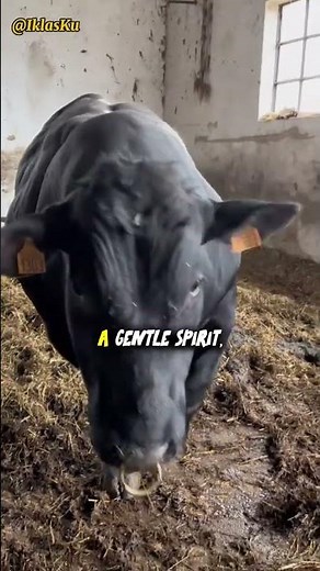 Belgian Blue - The Bodybuilder of Cattle #cow #bullfarm #viral