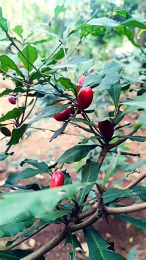 Miracle Fruits #shortsfeed #shorts #short