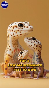 Top 8 Low-Maintenance Pets to Own | Engineering & Science