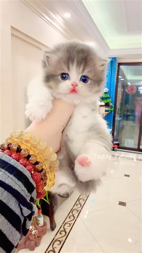 Cutest Baby Kitten Ever! 🧸😻💕#cat #cute #cats #kitten