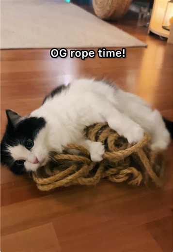 OG rope time! #mauriandcucumbers #cats #cute #funnycats | cats