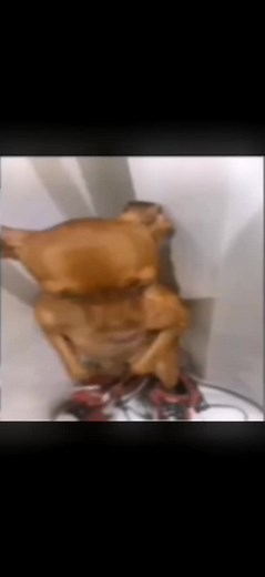 Dancing Dog Showcases Adorable Moves Indoors