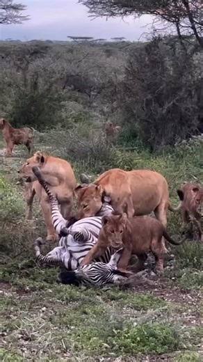 Tanzania Safari Adventure on Instagram: "Lion cubs learn to hunt by watching and copying their mother during real hunts. When the lioness brings down a zebra, the cubs stay close, observing every move as she uses her strength and skill to finish the kill. Little by little, the cubs join in, practicing how to bite, hold, and position themselves, while the mother stays near to guide and protect them. This is how they slowly build confidence and learn the important lessons they will need to survive