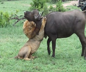 amazing: the destructive power of the male lion hunting the buffalo | Xuân Amazing Wild