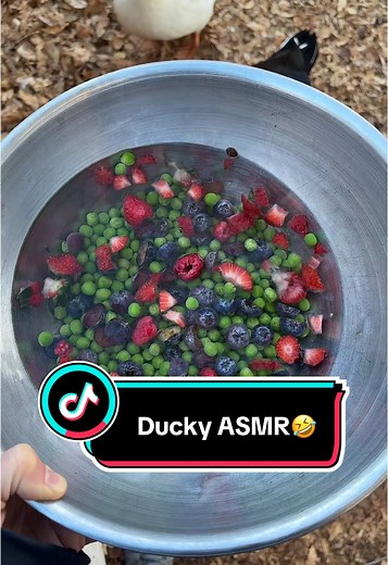 Ducky ASMR🤣 #asmr #asmrsounds #duckyasmr #ducksoftiktok #duckiesoftiktok #ducktok #sillyducks #lovemyducks #cute #ducks #cuteducks #animals #cuteanimals #ducklove #myhappyplace #cutiepatooties #lovemygirls #lovemylife #grateful #love #blessed #soblessed