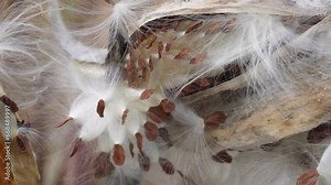 Milkweed seeds blowing in the wind, Dried common milkweed pods, Seeds in the wind, Monarch butterfly host plants