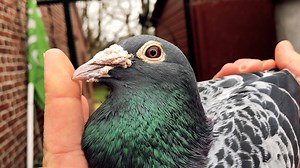 Amazing - a new 1st prize winner from the APPIE family! Today a grandchild winning - just fantastic! APPIE is direct from the legend Louis Van Loon! | M&C Auctions