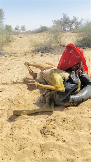 معجزة في الصحراء عندما سقط الجمل من شدة الحر فعلت الفتاة شيئاً لا يُصدق