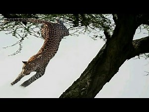Surprise "Leopard jump" and attack from the tree and kill very fast | shockwave
