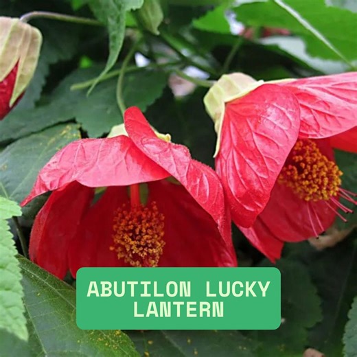 Live Abutilon Lucky Lantern Starter Plant, Flowering Maple, Chinese Bellflower - Etsy