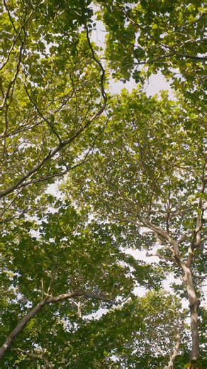 The Panthère de Cartier jewellery collection cultivates design simplicity. | Cartier