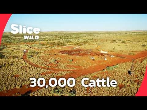 Mustering 30,000 Cattle in the Australian Outback | FULL DOC | SLICE WILD