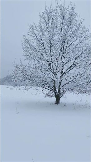 A Lonely Winter Tree