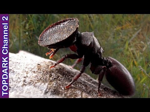 10 Most Incredible Types of Ants in the World