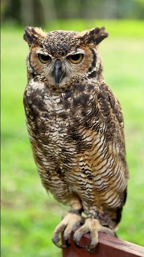 Բ, բ [ bə ] Armenian Flashcards with Audio– բու [ bu ] owl = Owl | Learn native pronunciation