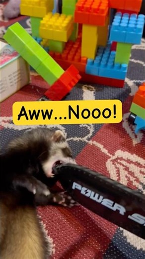 Ferret Chainsaw Massacre!