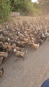 Photos Sell💰💯🤩 #photossell #phototrick #photorecovery #shortstamil #techtamil #suryatech | SuryaShorts