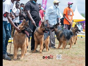 EAST AFRICA KENNEL CLU 169TH ALL BREEDS DOG CHAMPIONSHIP SHOW 2021 PART 1(Dog Tv Kenya episode 34)