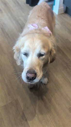 another very busy week for Lucie! #dogshorts #goldenretriever #dogs #funnyvideos #cutedog #funny