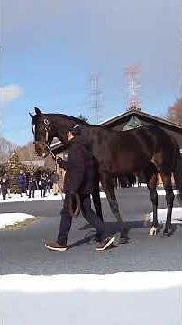 【馬産地通信】種牡馬キタサンブラック【社台スタリオンステーション】 #グリーンチャンネル 競馬 #グリーンチャンネル