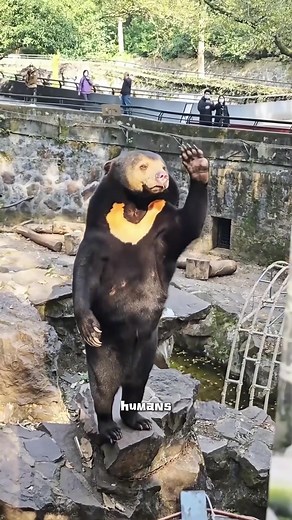 Sun Bears: Adorable Baby Bears in Action