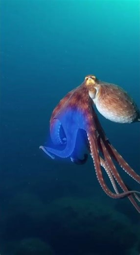 Octopus VS Human: Blood Composition #animals #wildlife