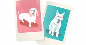 Por que os olhos do meu cachorro ficam verdes em fotos com flash? | Oráculo