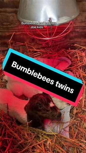 Welcoming Twin Doe Kids to Our Farm