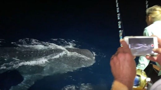 VIDEO: Encounter with a whale shark off Cape Cod