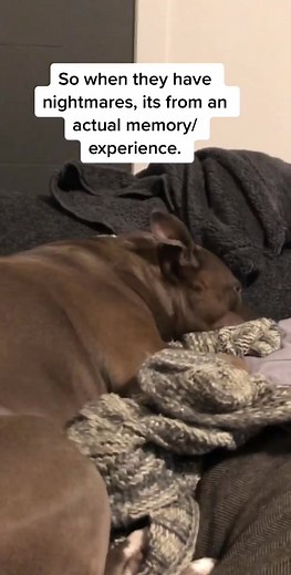 Understanding Dog Nightmares: Signs and Solutions