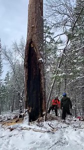 250K views · 3.5K reactions | #logger #logging #chainsaw #arborist #stihl #treework #treelife #treecutting #loggers #stihlchainsaw #husqvarna #arblife #treecare #loggerlife #treesurgeon #forestry #treefelling #arboristlife #treeclimber #treeclimbing #treeservice #treeremoval #lumberjack #timberfaller #arboriculture #arboristsofinstagram #arborists #axe #treeworker #forest | Logger Pro | Facebook