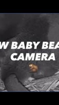 Brand new baby beaver camera just went live
