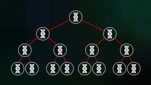 Asexual reproduction - Asexual and sexual reproduction - 4th level Science Revision - BBC Bitesize