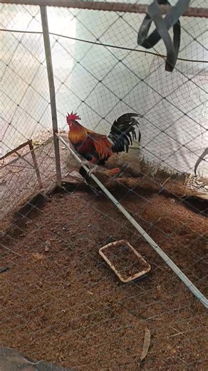 Darag Native chicken #fyp | J & G's Backyard Lettuce