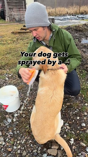 I’m pretty sure dog vs skunk is just the way farm life goes? First time for everything. 🦨 #puppy #golden #farmlife #skunk #dogbath #bathtime #puppylove #goldenretrieverlove #pyrenees | That Mountain Life