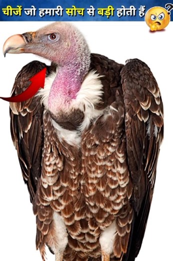 चीजें जो आपकी सोच से ज्यादा बड़ी होती हैं | strangest things | #shorts