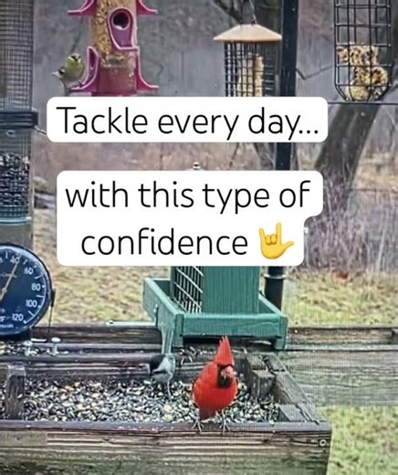 Confident. Like Cardinal :) #birds #funny #animals #wildlife #nature #cardinals #confidence #lookfly
