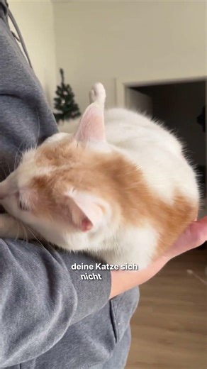 Katzen-Tricks, die wirklich funktionieren 😼 #majescats #katzenwissen #katzenliebe #cat #katzen
