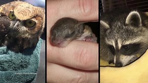 89K views · 2K reactions | Animals are affected by natural disasters too! | Animal Planet | Facebook