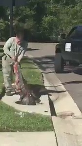 GATOR STUCK: A 9-foot gator got stuck in a sewer near Tampa and had to be rescued. More details here: http://at.wftv.com/2njWl3B | WFTV Channel 9