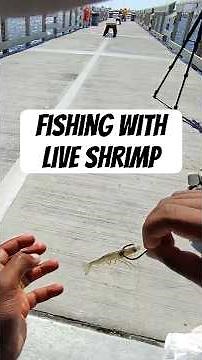How to Hook Live Shrimp (When They Don’t Kick Loose 😂)
