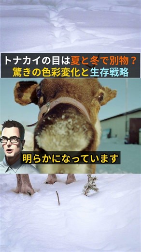 トナカイの目は冬になると「青色」に変わる？驚きの進化