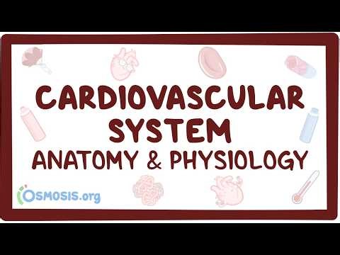 Cardiovascular system anatomy and physiology