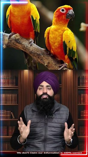 Love Birds 🕊️❤️ The Symbol of True Bond#LoveBirds #AnimalFacts #DidYouKnow #NatureLovers