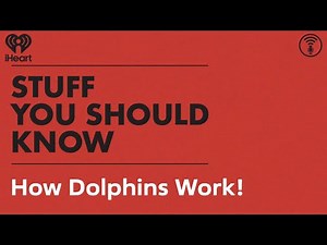 How Dolphins Work! | STUFF YOU SHOULD KNOW