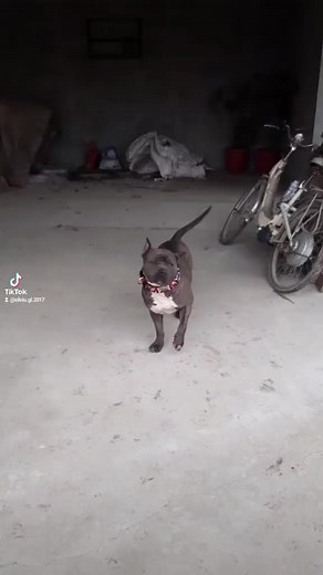 silviu.gl.2017 pe TikTok