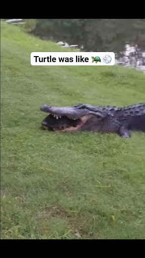 133K views · 3.9K reactions | This turtle saw life flash before its own eyes  #animals #turtle #alligator #scary #closeup #reels | Paul Cuffaro | Facebook