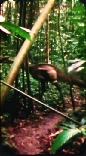 potential real dinosaur footage caught during 1965 research expedition to rainforest preserve near Hong Kong #rainforest #cryptid #dinosaur #china #fyp