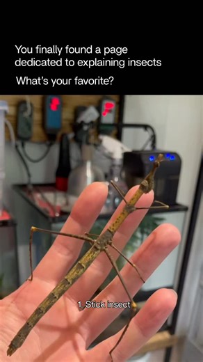 Explaining Insects 🦋 on Instagram: "Most people have no idea how bizarre and fascinating insects can truly be… until they meet creatures like these. The stick insect is one of nature’s most extraordinary illusionists. Long, thin, and motionless, it perfectly mimics a twig — so well that even experienced eyes overlook it. Some species can grow more than half a meter long, making them the longest insects on Earth. When threatened, they freeze completely, becoming indistinguishable from the branch